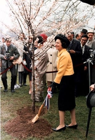 First Lady Johnson with the Cherry Blossoms