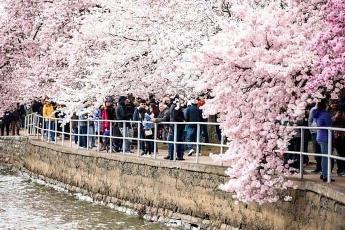 Exploring the Tidal Basin at Peak Bloom