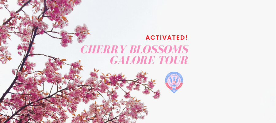 Cherry Blossoms Galore Tour