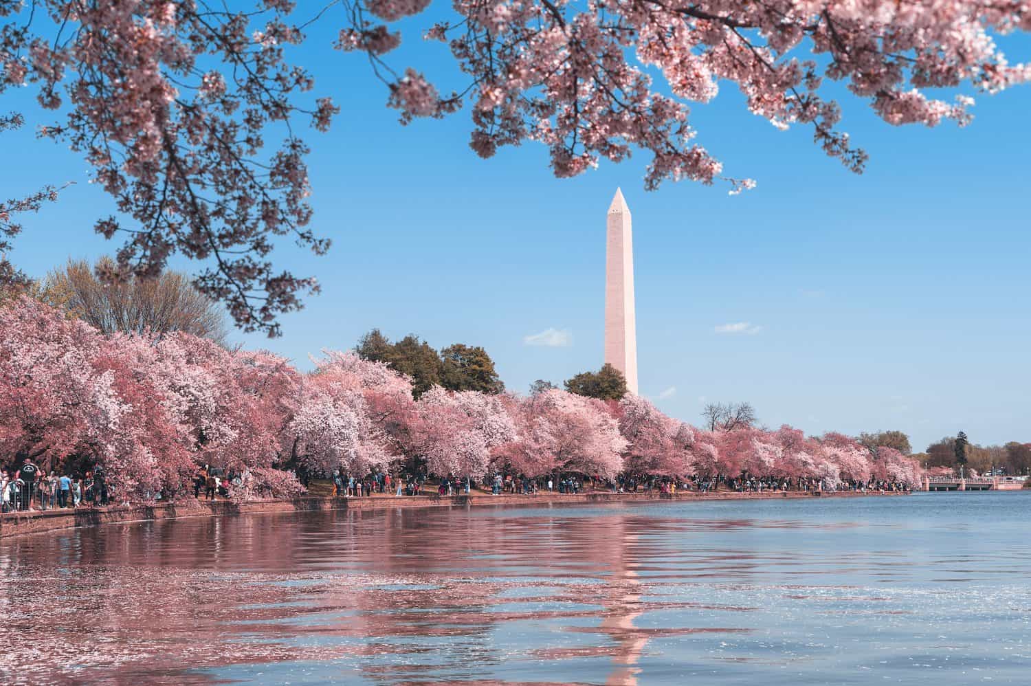Washington DC Tours in Cherry Blossoms