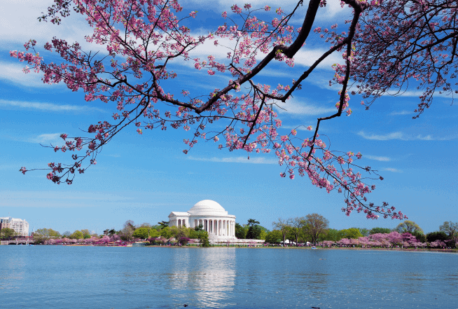 Washington DC Highlights - Cherry Blossoms