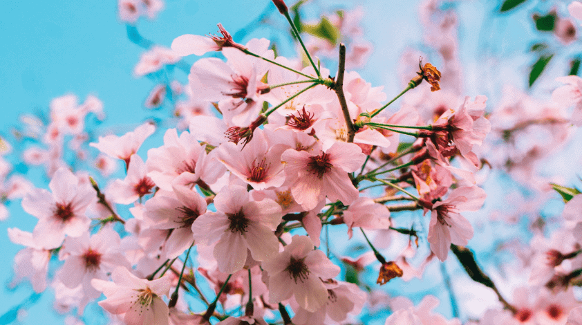 DC Travel Guide: Washington DC Cherry Blossoms